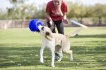 Piłka do aportowania dla psa, jasnoniebieska, 15 cm – Jolly Pets Jolly Soccer Ball - obrazek 5