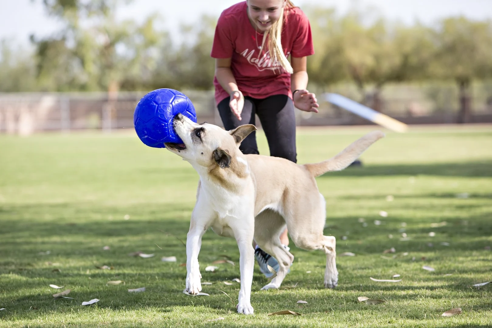 Piłka do aportowania dla psa, jasnoniebieska, 15 cm – Jolly Pets Jolly Soccer Ball - obrazek 5
