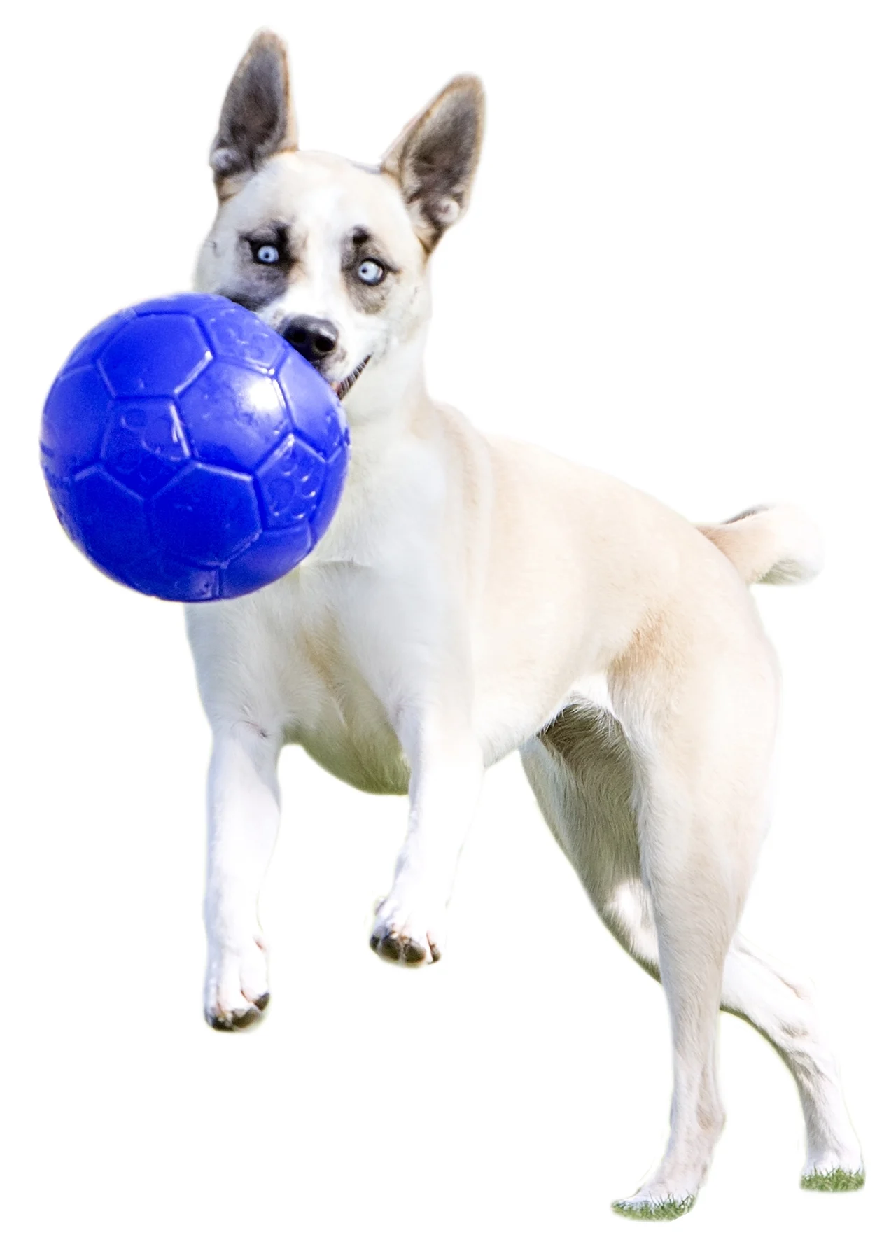 Piłka do aportowania dla psa, jasnoniebieska, 15 cm – Jolly Pets Jolly Soccer Ball - obrazek 6