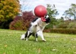 Czerwona pływająca piłka dla psa XL (25 cm) – Jolly Pets Tug-n-Toss - obrazek 3