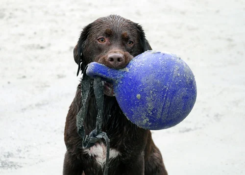 Czerwona pływająca piłka dla psa XL (25 cm) – Jolly Pets Tug-n-Toss - obrazek 5