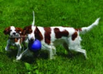Piłka dla psa z liną, pływająca, niebieska S (10 cm) – Jolly Pets Romp-n-Roll - obrazek 4
