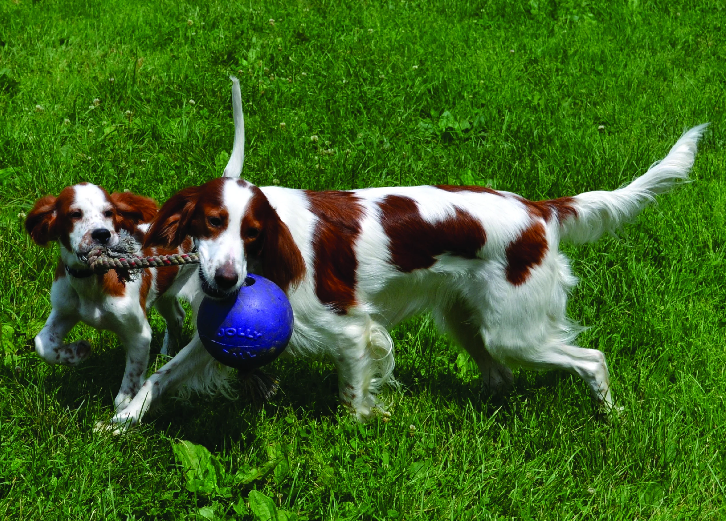 Piłka dla psa z liną, pływająca, niebieska S (10 cm) – Jolly Pets Romp-n-Roll - obrazek 4