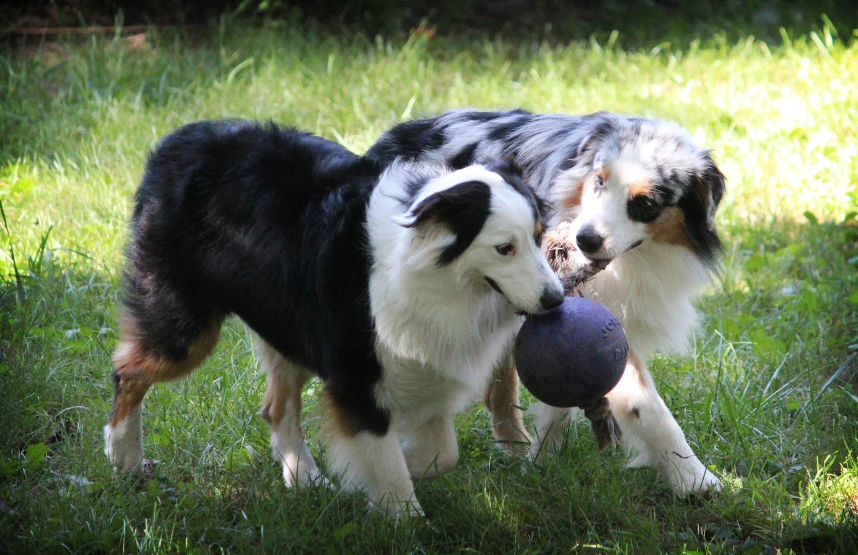 Piłka dla psa z liną, pływająca, niebieska S (10 cm) – Jolly Pets Romp-n-Roll - obrazek 5