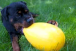 Plastikowe jajko do zabawy dla psa, fioletowe, 20 cm – Jolly Pets Egg - obrazek 2