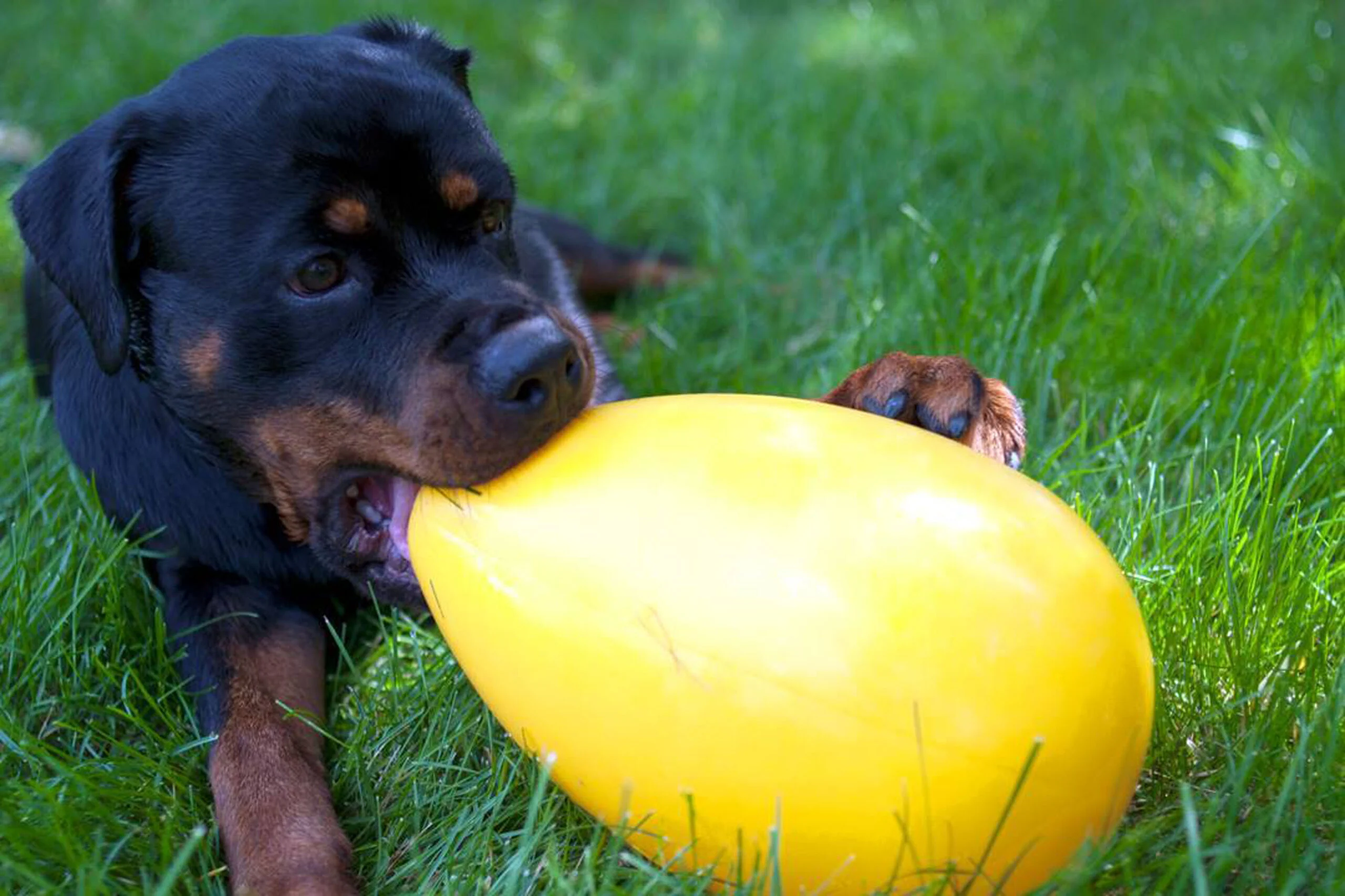 Plastikowe jajko do zabawy dla psa, fioletowe, 30 cm – Jolly Pets Egg - obrazek 2