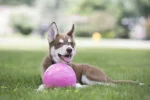 Unosząca się na wodzie piłka dla psa, 10 cm – Jolly Pets Jolly Bounce-n Play Gumowa S - obrazek 3