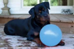 Odbijająca się piłka dla psa, unosząca się na wodzie, jagodowa L, 20 cm – Jolly Pets Bounce-n Play - obrazek 2