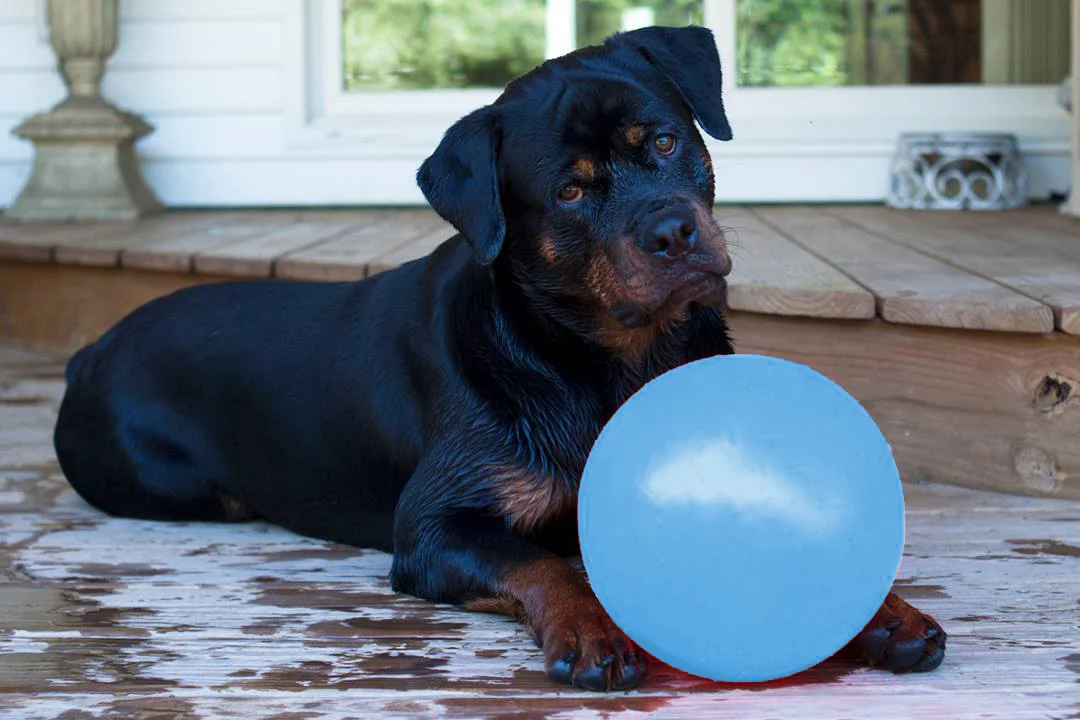 Odbijająca się piłka dla psa, unosząca się na wodzie, jagodowa L, 20 cm – Jolly Pets Bounce-n Play - obrazek 2