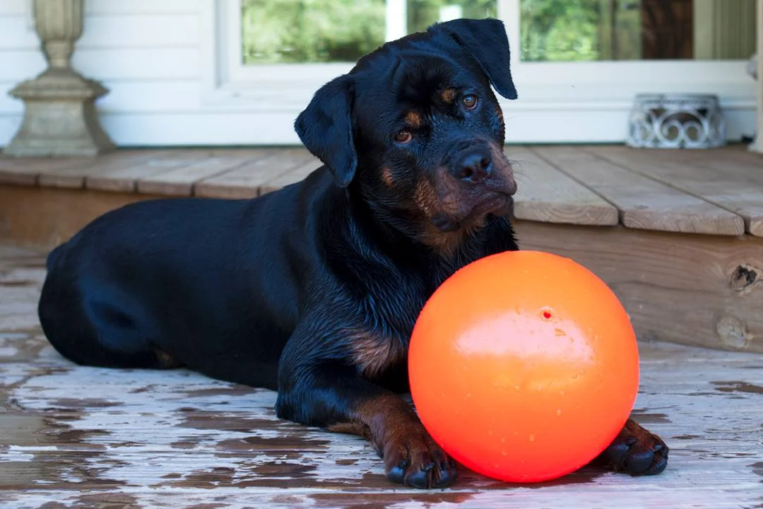 Odbijająca się piłka dla psa, unosząca się na wodzie, waniliowa L, 20 cm – Jolly Pets Bounce-n Play - obrazek 3