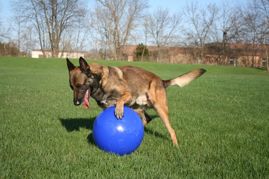 Piłka dla psa o gładkiej powierzchni, niebieska, 35 cm – Jolly Pets Push-n-Play - obrazek 2