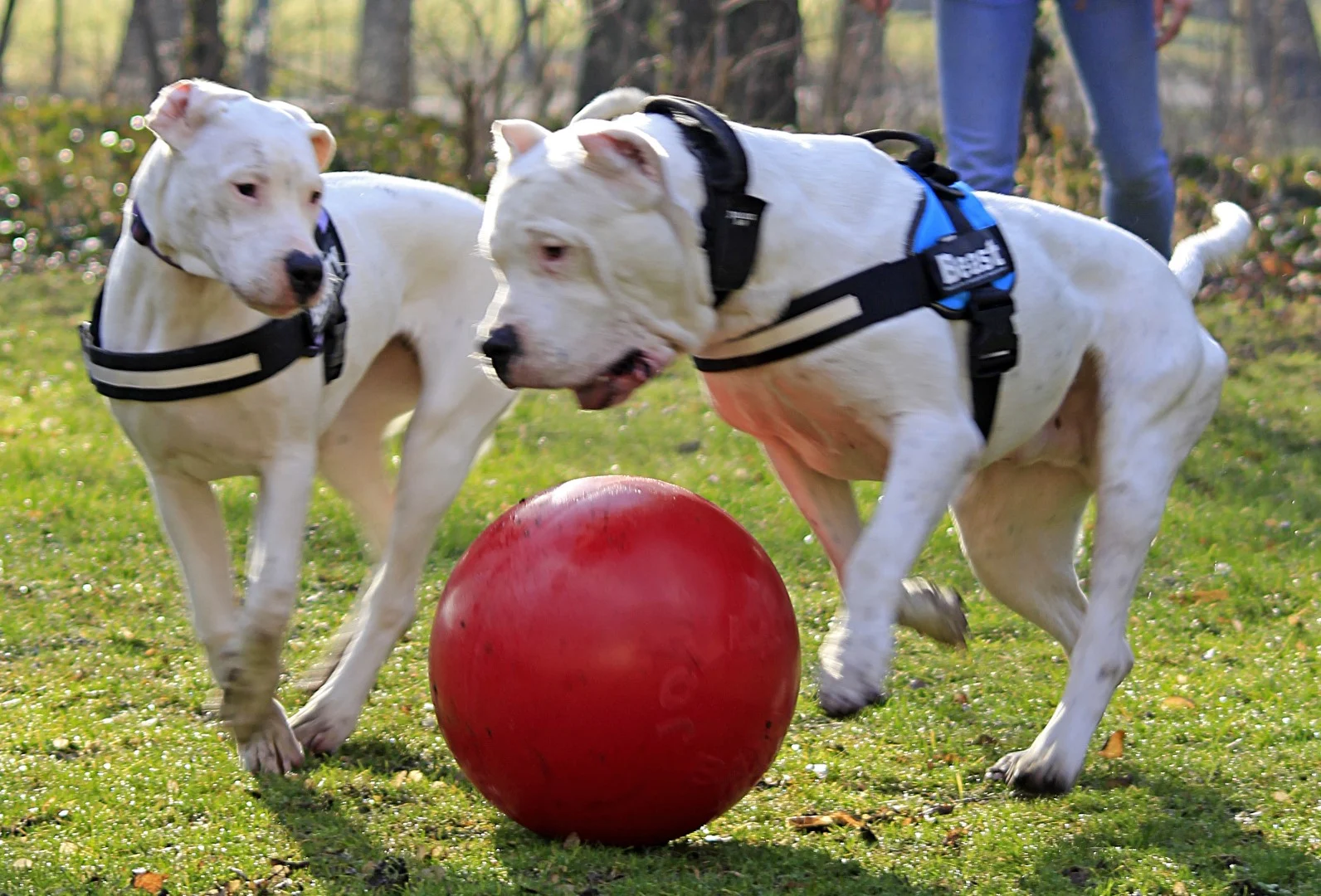 Piłka dla psa o gładkiej powierzchni, czerwona, 35 cm – Jolly Pets Push-n-Play - obrazek 4