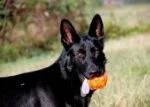 Piłka na przysmaki dla psa z gumy TPR, 7,6 cm – Jolly Pets Jolly Jumper pomarańczowa S - obrazek 3