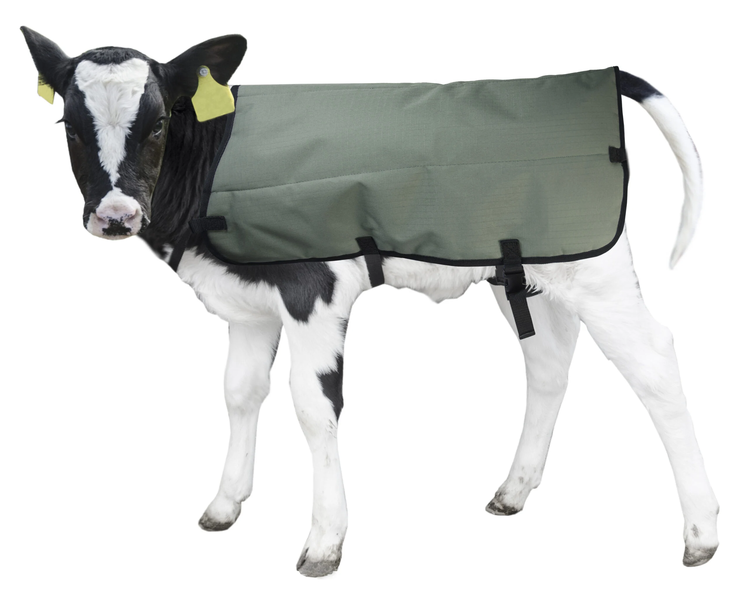 Wodoodporna i oddychająca derka dla cieląt, Private Label, 70 cm – Hofman Animal Care Calf Coat - obrazek 4