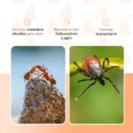 Środek owadobójczy na owady biegające do wnętrz, na 5 l cieczy użytkowej, z opryskiwaczem – Knock Pest - obrazek 3