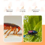 Pułapka na owady ze światłem ciepłym i niebieskim, 5 wkładów klejowych – Knock Pest - obrazek 6