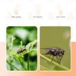 Przynęta do pułapki na muchy, 240 g – Knock Pest FlyNip - obrazek 3