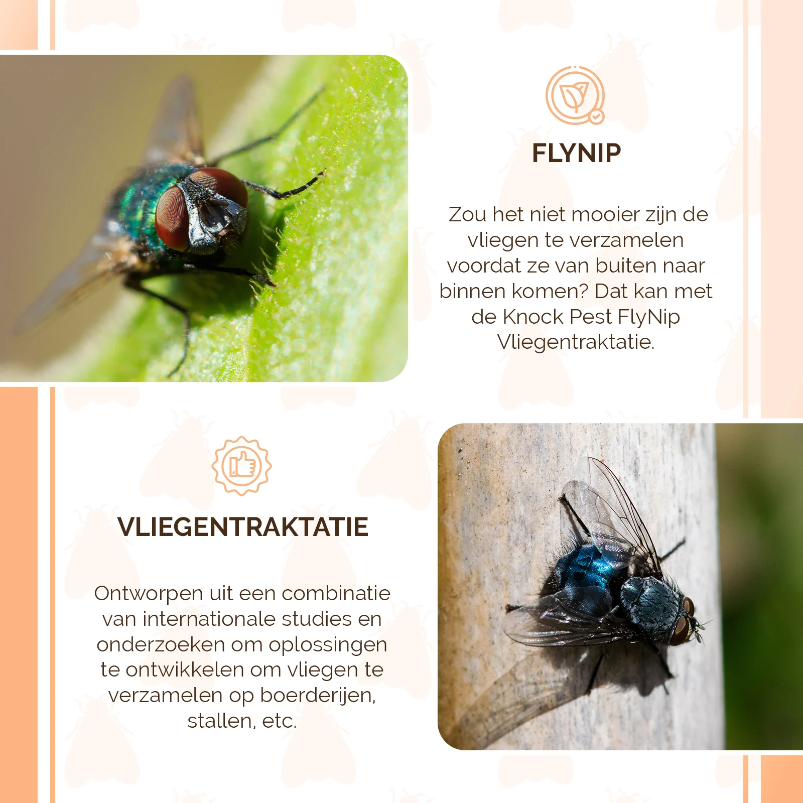 Przynęta do pułapki na muchy, 240 g – Knock Pest FlyNip - obrazek 4