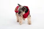 Kurtka dla psa przeciw kleszczom i pchłom z elementem odblaskowym, XXXXS, długość grzbietu 20 cm – Dog Armor Knockdown Coat (Insect Shield) - obrazek 6