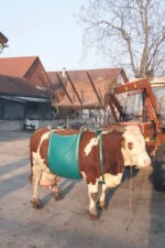 Podnośnik dla krów, regulowany, do 1000 kg - obrazek 2