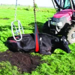 Pas brzuszny do podnośnika dla krów 2,4 m, szerokie podparcie brzucha 20 cm – Belly strap Front Lift - obrazek 2