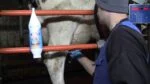 Żel do wymion z olejkiem miętowym w tubie z uchwytem, 1 l – Vet Animal Care Ice Mint - obrazek 2