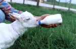 Smoczek dla jagniąt z nakrętką do butelki plastikowej - obrazek 2