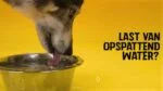 Silikonowa miska na karmę i wodę dla psów z rantem zapobiegającym rozlewaniu, 300 ml, zielona – Excellent Pets No-Spill Bowl - obrazek 4