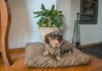 Poduszka dla psa z płatkami pianki XL Cognac, 125 x 90 x 10 cm – Let's Sleep Plush Pillow - obrazek 3