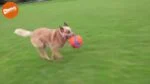 Piłka nożna dla psa z gumowymi wgłębieniami, Ø 14 cm – Chuckit! Kick Fetch Dog S - obrazek 3