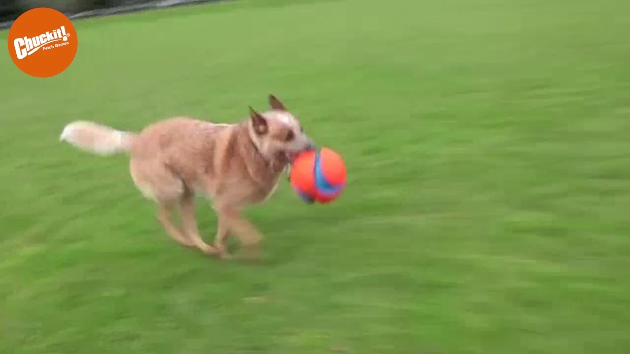 Piłka nożna dla psa z gumowymi wgłębieniami, Ø 14 cm – Chuckit! Kick Fetch Dog S - obrazek 3
