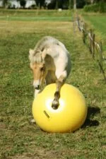 Żółta piłka do zabawy dla koni, 65 cm – Maximus Power Play Ball - obrazek 2