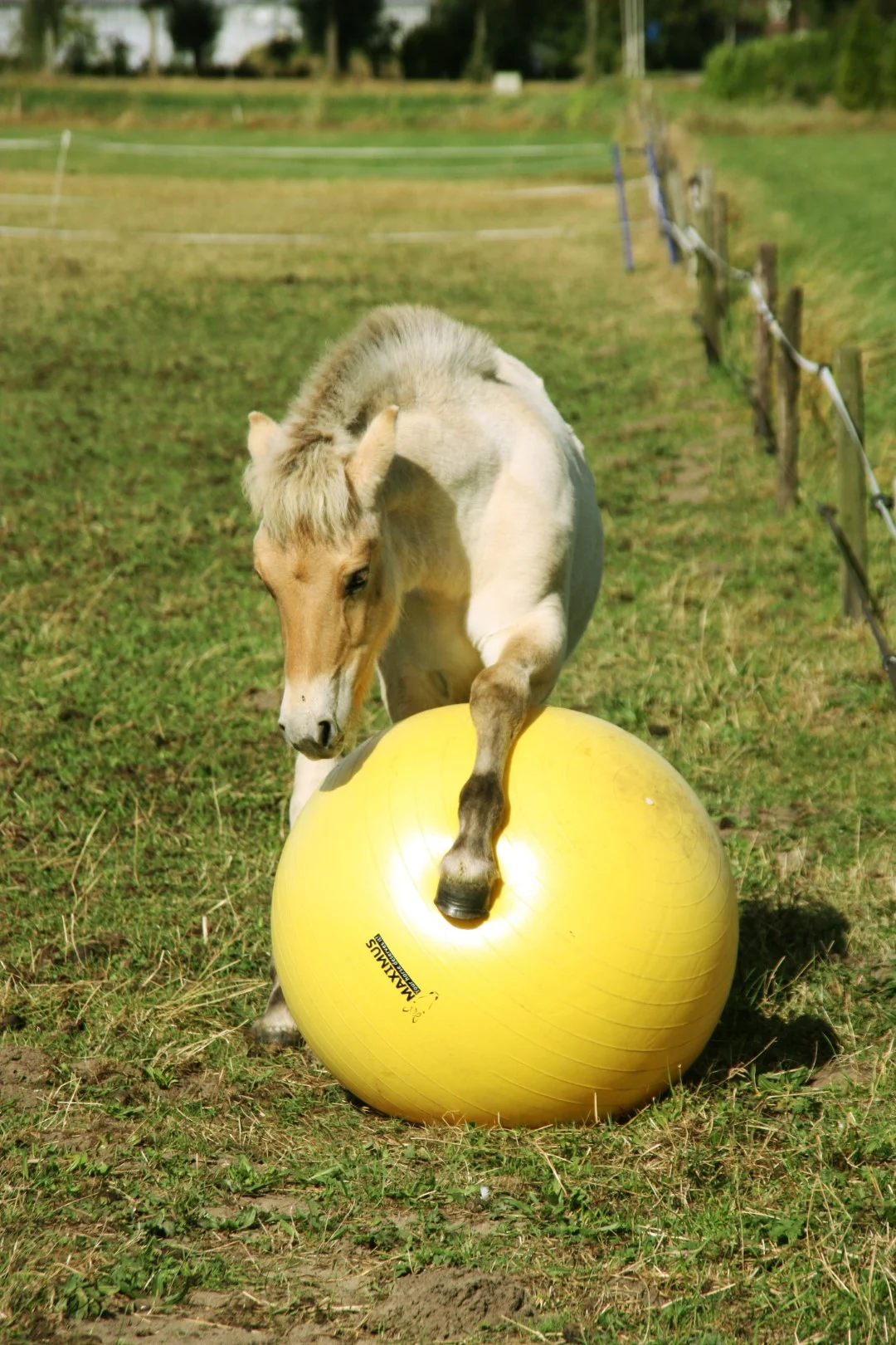 Żółta piłka do zabawy dla koni, 65 cm – Maximus Power Play Ball - obrazek 2