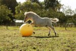 Żółta piłka do zabawy dla koni, 65 cm – Maximus Power Play Ball - obrazek 6