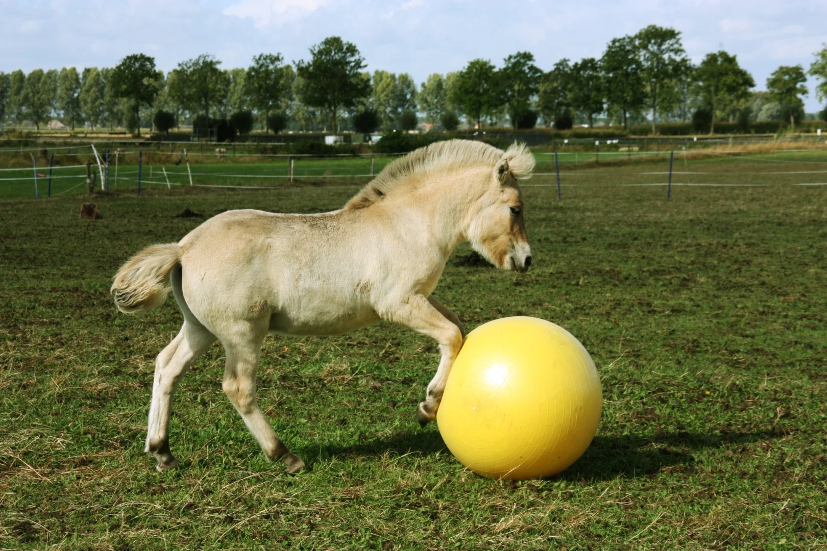 Żółta piłka do zabawy dla koni, 65 cm – Maximus Power Play Ball - obrazek 5