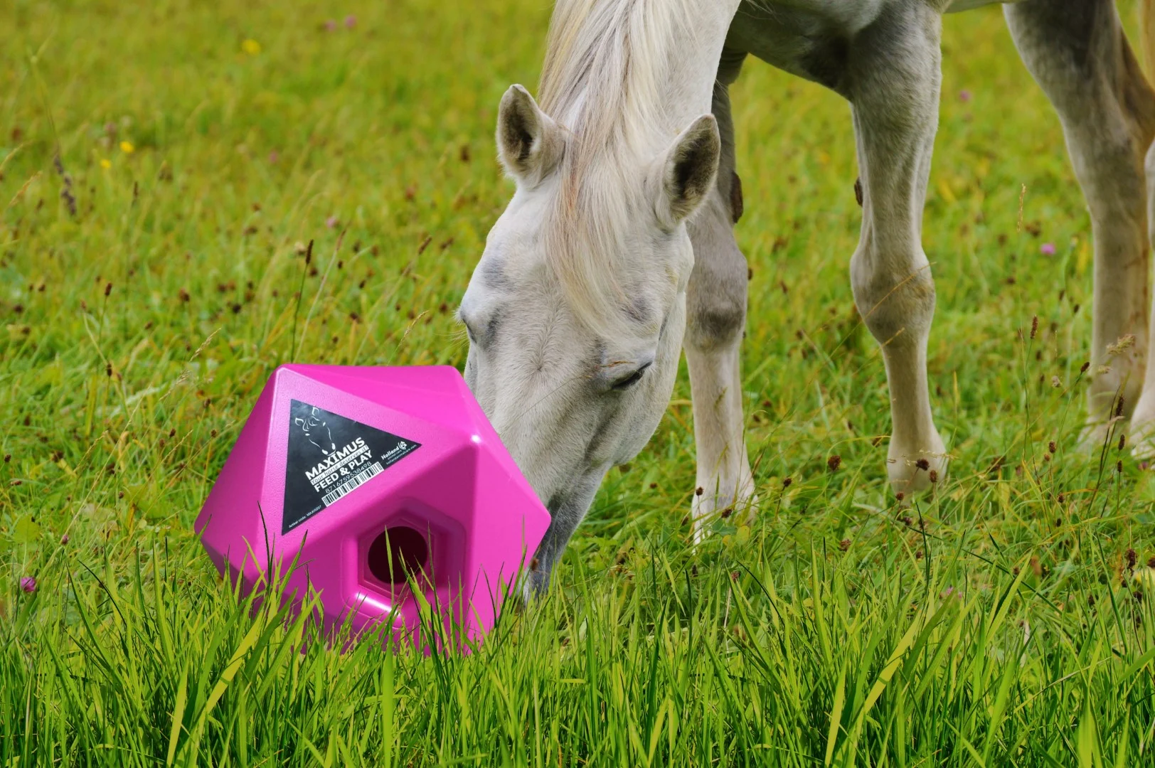 Różowa kostka na paszę dla koni, otwór na przysmaki 37 mm – Maximus Feed & Play Cube - obrazek 3