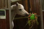 Piłka do zabawy dla konia z gumkami, 19 cm, różowa – Excellent Horse Fun Play Ball - obrazek 4