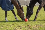 Piłka do zabawy dla konia z gumkami, 19 cm, różowa – Excellent Horse Fun Play Ball - obrazek 6