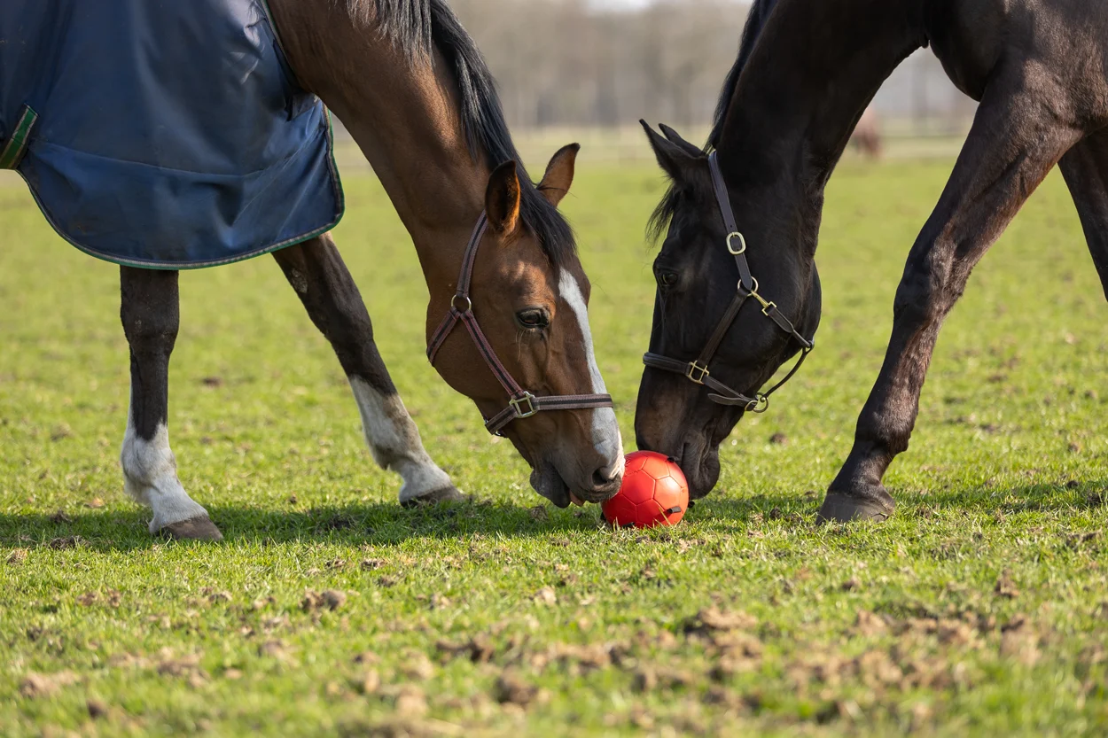 Piłka do zabawy dla konia z gumkami, 19 cm, różowa – Excellent Horse Fun Play Ball - obrazek 6