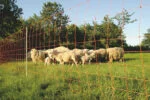 Siatka dla owiec 50 m, wysokość 90 cm, pojedynczy grot – Euro-Netz Combi - obrazek 2
