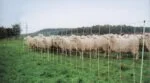 Siatka dla owiec 50 m, wysokość 90 cm, pojedynczy grot – Euro-Netz Combi - obrazek 3