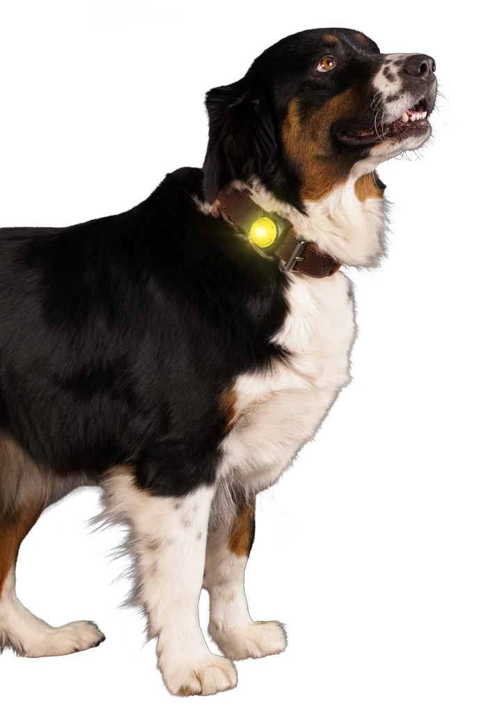 Lampka bezpieczeństwa do obroży dla psa, żółta, 2 tryby świecenia – Nightwalk Safety Light - obrazek 3