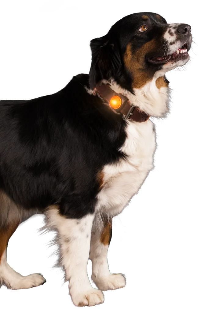 Lampka bezpieczeństwa do obroży dla psa, pomarańczowa, 2 tryby świecenia – Nightwalk Safety Light - obrazek 3