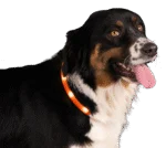 Świecąca obroża dla psa, ładowana, pomarańczowa – Nightwalk Safety Collar - obrazek 3