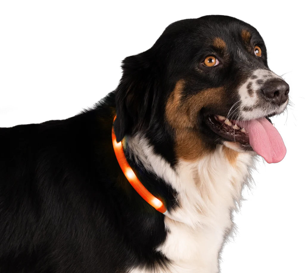 Świecąca obroża dla psa, ładowana, pomarańczowa – Nightwalk Safety Collar - obrazek 3