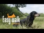 Szelki dla psa z liną i smyczą, czarne, Regular 345 cm – Easy Walk, model naramienny - obrazek 4