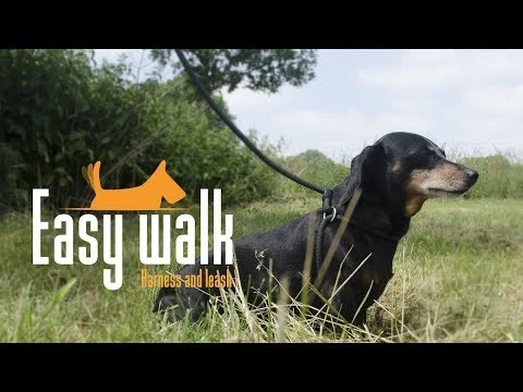 Szelki dla psa z liną i smyczą, czarne, Regular 345 cm – Easy Walk, model naramienny - obrazek 4
