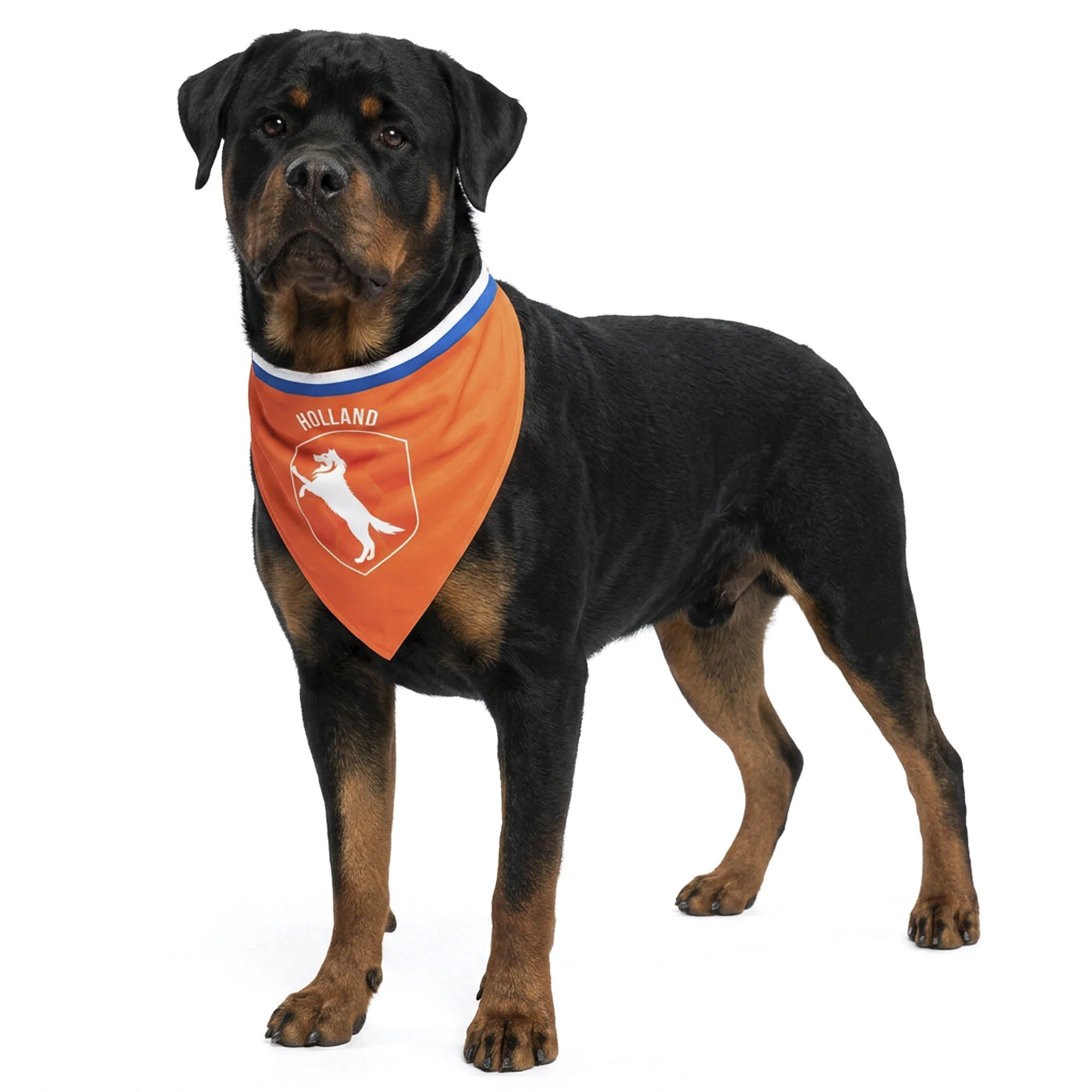 Bandana dla psa pomarańczowa L na Dzień Króla – holenderska bandana w pomarańczowym kolorze - obrazek 1