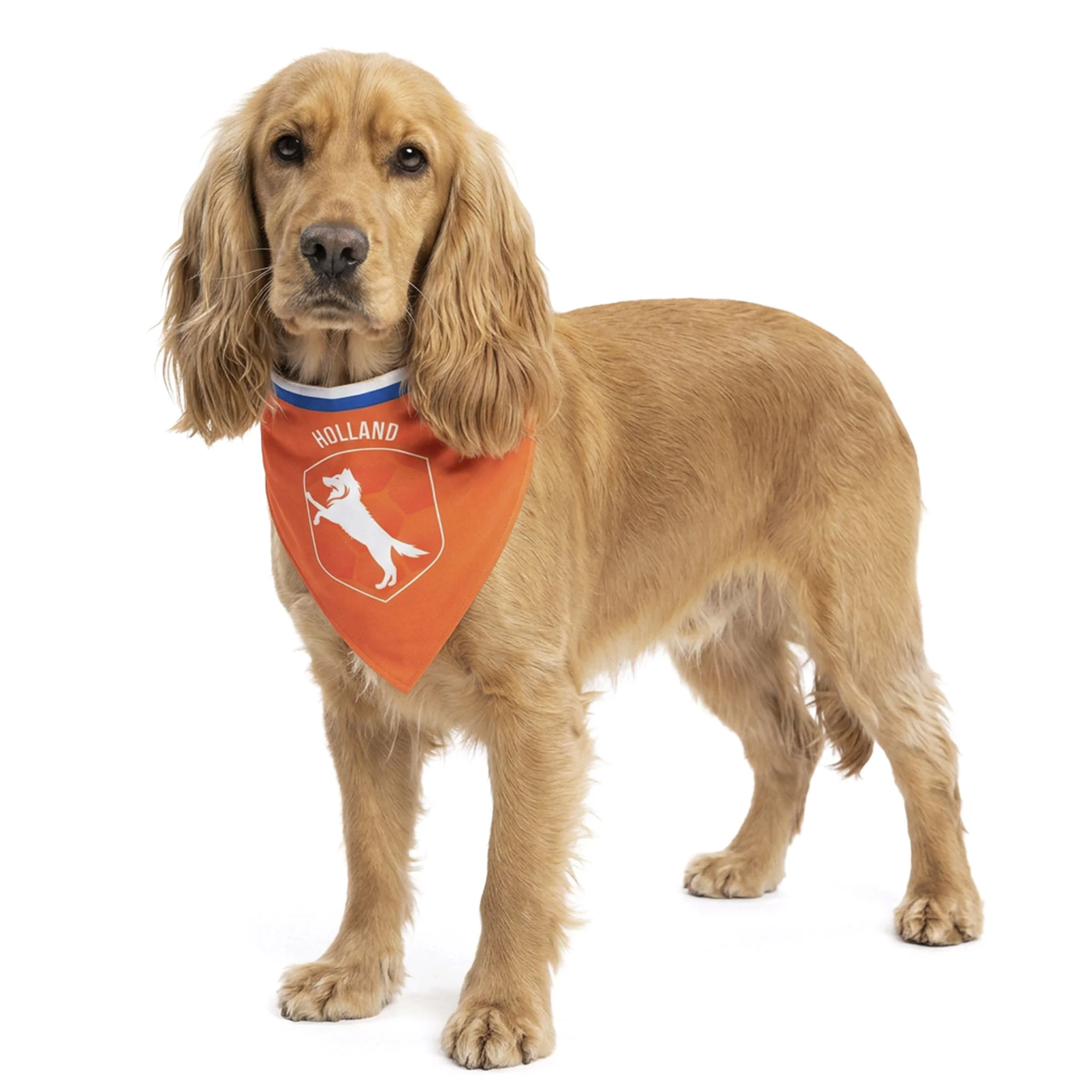 Pomarańczowa bandana dla psa M na Dzień Króla – Holland Oranje Bandana - obrazek 1
