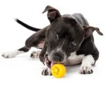 Żółta piłka na karmę z TPE 6 x 6 cm – Outward Hound (Kyjen) Orbee-Tuff Nooks - obrazek 2